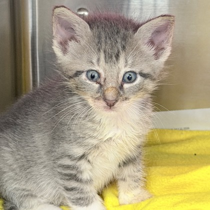 Shelter Stray Male Cat last seen Near Thomas Dr #314, Sun Prairie, Town of, WI, 5132 Voges Rd, Madison, WI 53718, USA