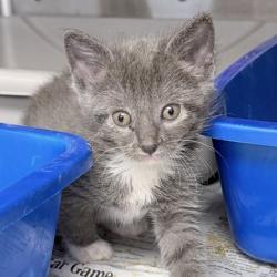Shelter Stray Female Cat last seen Near Thomas Dr #314, Sun Prairie, Town of, WI, 5132 Voges Rd, Madison, WI 53718, USA