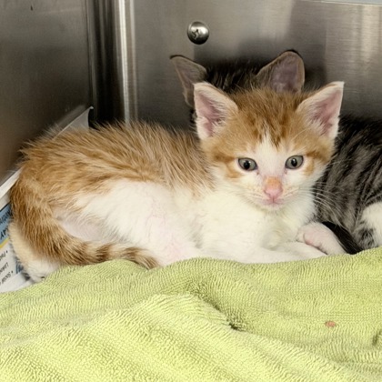 Shelter Stray Male Cat last seen Near Thomas Dr #314, Sun Prairie, Town of, WI, 5132 Voges Rd, Madison, WI 53718, USA