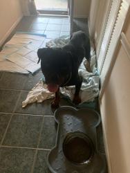 Reunited Unknown Dog last seen Riverdale High School, Riverdale, GA 30274