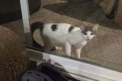 Found/Stray Female Cat last seen Kylemore circle, Cary, NC 27513