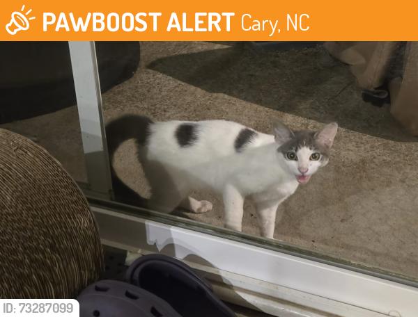 Found/Stray Female Cat last seen Kylemore circle, Cary, NC 27513