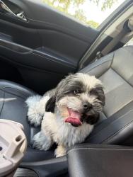 Found/Stray Male Dog last seen Veterans Rd, Edinburg, TX 78539