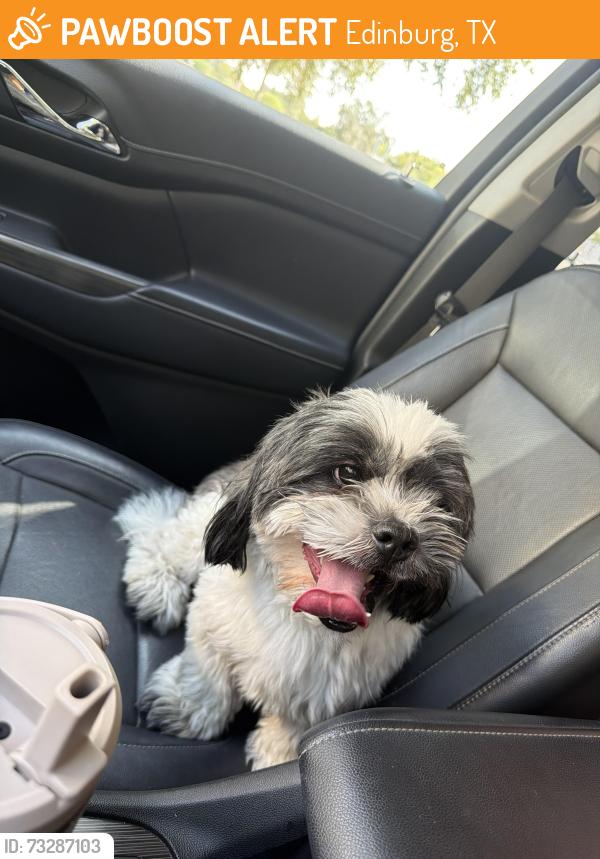 Found/Stray Male Dog last seen Veterans Rd, Edinburg, TX 78539