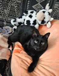 Reunited Male Cat last seen Main and Lar Ann Streets, Belgium, WI 53004