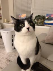 Reunited Male Cat last seen Jordan and cottonwood, Parker, CO 80134