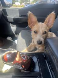 Reunited Male Dog last seen Near Antoine Dr Houston, TX 77088 United States, Houston, TX 77088