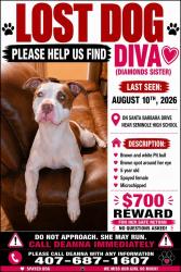 Lost Female Dog last seen El capitain, Sanford, FL 32773