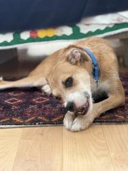 Shelter Stray Male Dog last seen NEW YORK, NY, 10002, 326 E 110th St, New York, NY 10029, USA