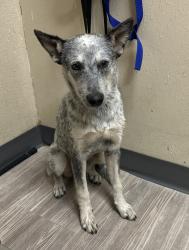 Shelter Stray Female Dog last seen N River Road, Oceanside, CA, 92058, Oceanside, CA 92058, USA