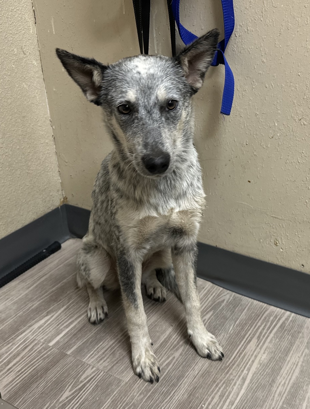 Shelter Stray Female Dog last seen N River Road, Oceanside, CA, 92058, Oceanside, CA 92058, USA