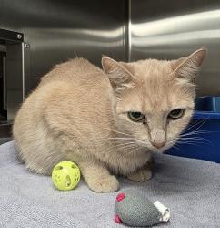 Shelter Stray Female Cat last seen Near Blk SE 187th, OR, 1700 W Historic Columbia River Hwy, Troutdale, OR 97060, USA