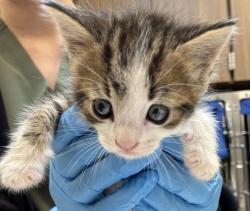 Shelter Stray Male Cat last seen SE 209th Ave & SE Morrison St, GRESHAM, OR, 97030, 1700 W Historic Columbia River Hwy, Troutdale, OR 97060, USA