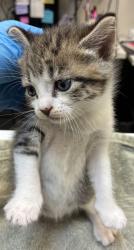 Shelter Stray Female Cat last seen Near Blk SE 187th, OR, 1700 W Historic Columbia River Hwy, Troutdale, OR 97060, USA