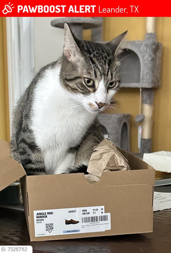 Lost Male Cat last seen Northside Meadows, Leander, TX 78641