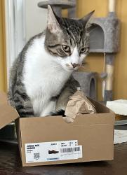 Lost Male Cat last seen Northside Meadows, Leander, TX 78641
