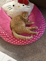 Lost Male Cat last seen Near th ave, Champlin, MN 55316