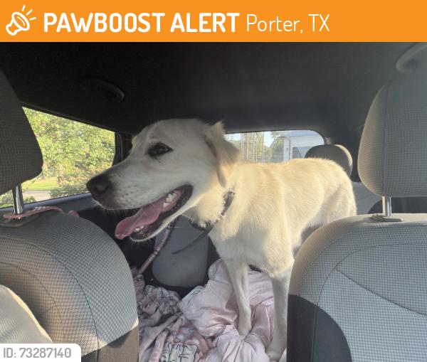 Found/Stray Male Dog last seen Near Volga Dr, Porter, TX 77365