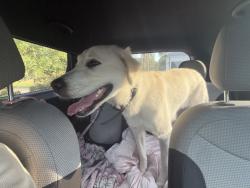 Found/Stray Male Dog last seen Near Volga Dr, Porter, TX 77365