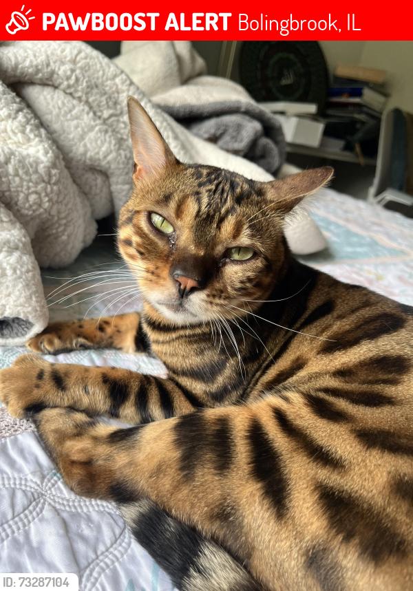 Lost Male Cat last seen Liberty Park, Bolingbrook, IL 60440