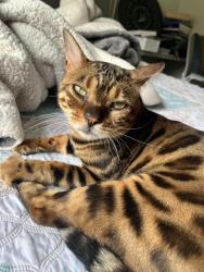 Lost Male Cat last seen Liberty Park, Bolingbrook, IL 60440
