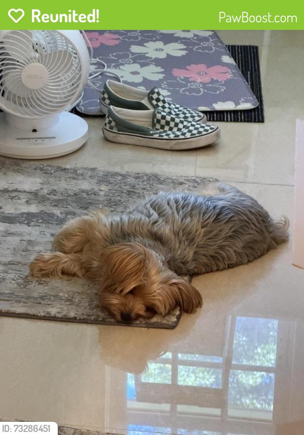 Reunited Female Dog last seen Ran out of the hse, Syosset, NY 11791