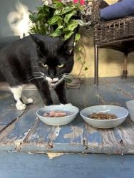 Found/Stray Female Cat last seen Near block of Elmwood ave, Oak Park, IL 60304