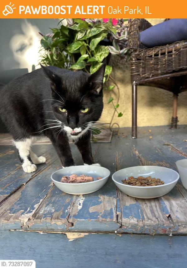 Found/Stray Female Cat last seen Near block of Elmwood ave, Oak Park, IL 60304