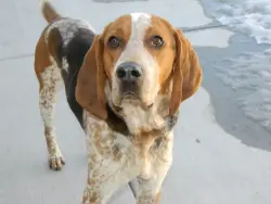 Lost Male Dog last seen Somerstown Rd., Ossining, NY 10562