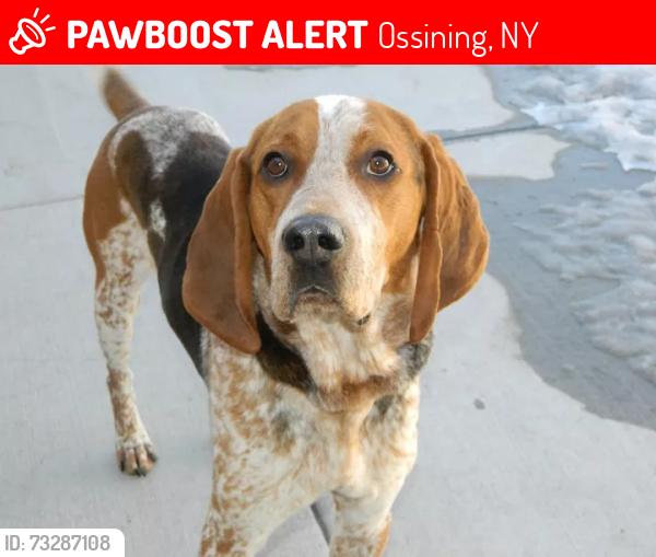 Lost Male Dog last seen Somerstown Rd., Ossining, NY 10562