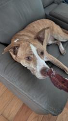 Lost Male Dog last seen Martin Luther King BLVD and Walnut Ave, Dalton, GA 30719