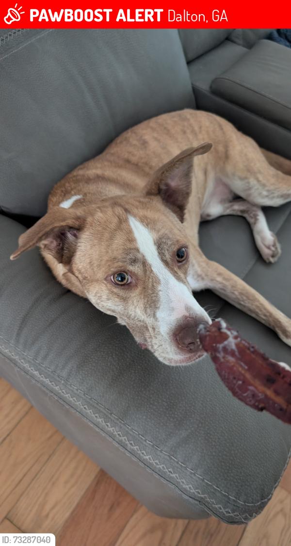 Lost Male Dog last seen Martin Luther King BLVD and Walnut Ave, Dalton, GA 30719