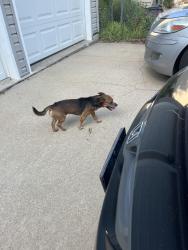 Found/Stray Male Dog last seen Near w 124th terrace, Olathe, KS 66062