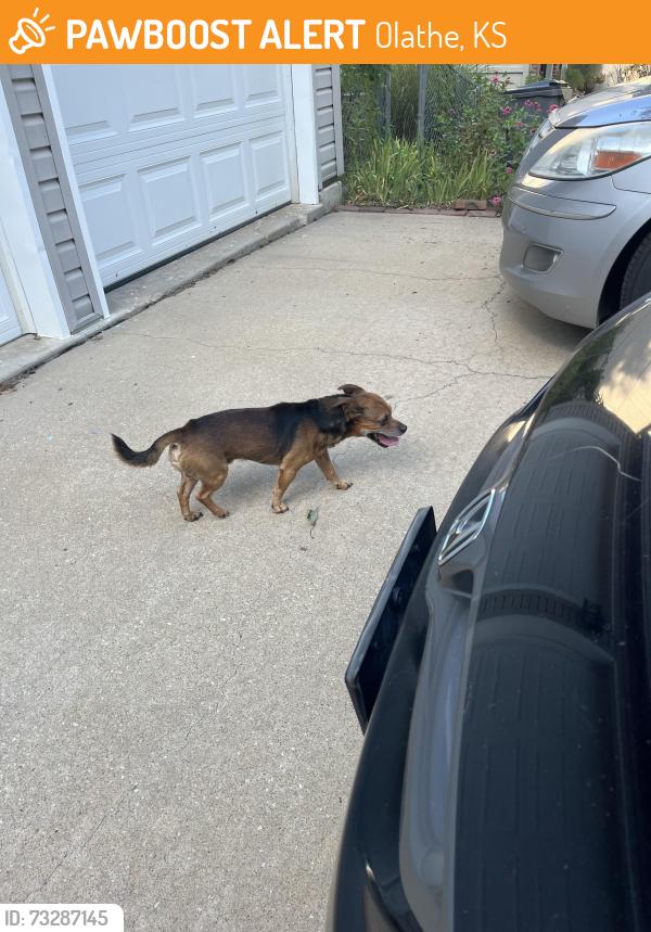 Found/Stray Male Dog last seen Near w 124th terrace, Olathe, KS 66062