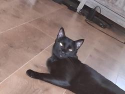 Reunited Male Cat last seen 91st and Olive, Broken Arrow, OK 74012