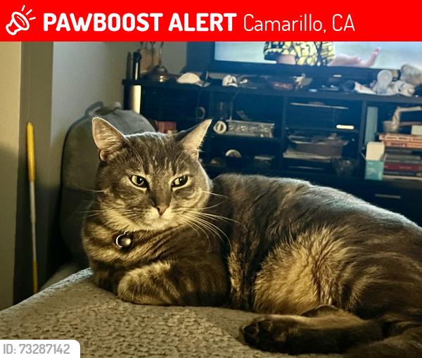 Lost Female Cat last seen Camarillo Springs Road, Camarillo, CA 93012