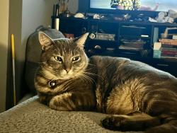 Lost Female Cat last seen Camarillo Springs Road, Camarillo, CA 93012
