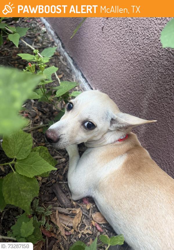 Found/Stray Female Dog last seen McAllen public library, McAllen, TX 78504