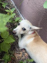 Found/Stray Female Dog last seen McAllen public library, McAllen, TX 78504