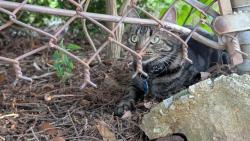 Found/Stray Unknown Cat last seen In field attempting to cross busy street (Windsor) panting and stressed, appeared dehydrated, Urbana, IL 61801