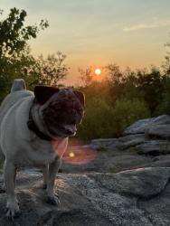 Reunited Male Dog last seen Near Mill st Worcester MA, Worcester, MA 01602