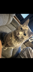 Lost Female Cat last seen western ave and 43, Chicago, IL 60609