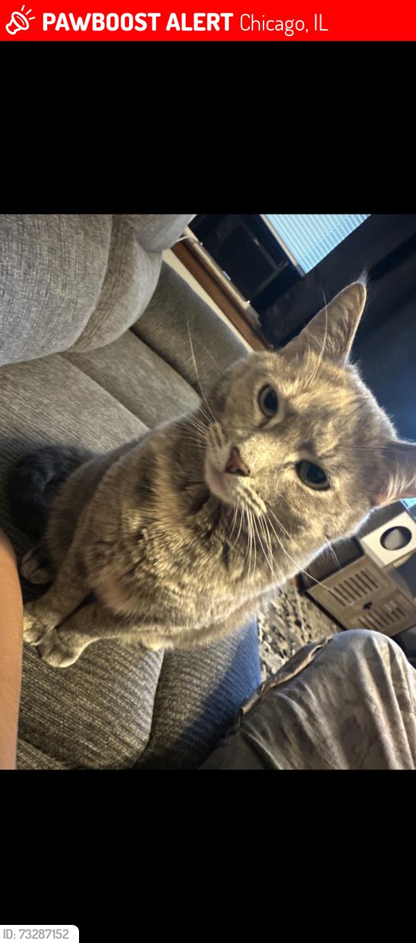 Lost Female Cat last seen western ave and 43, Chicago, IL 60609