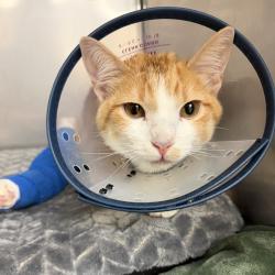 Shelter Stray Male Cat last seen , 2608 Center St, Tacoma, WA 98409, USA