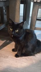 Lost Female Cat last seen Aura way Anatolia, Rancho Cordova, CA 95742