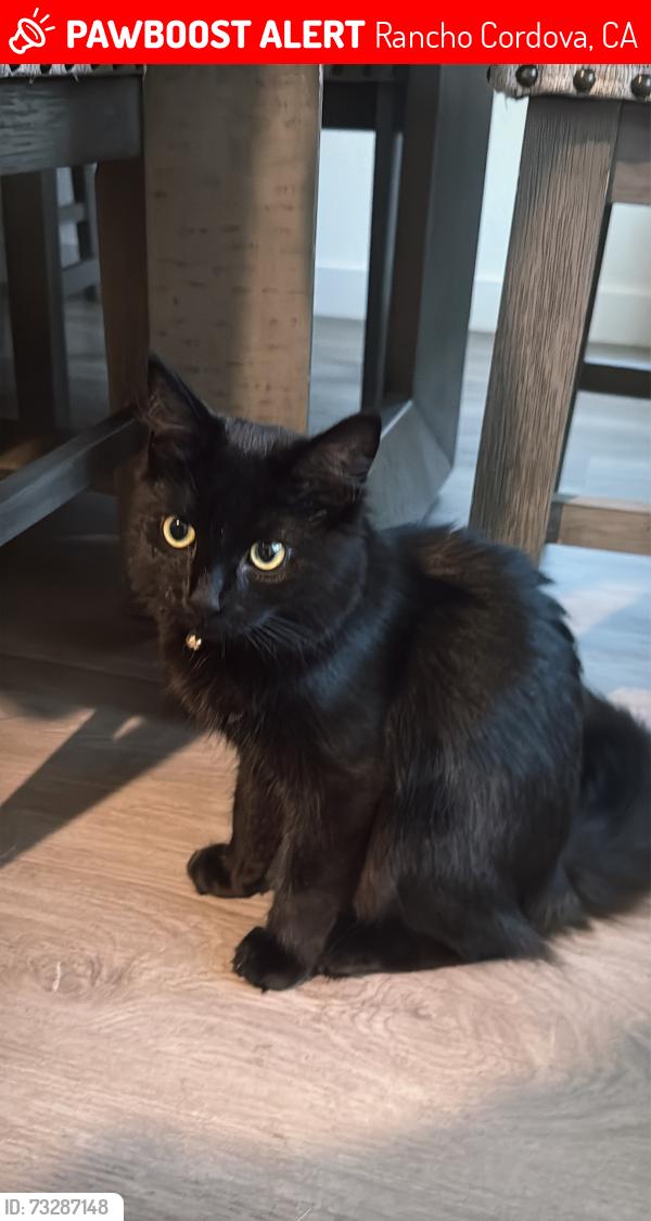 Lost Female Cat last seen Aura way Anatolia, Rancho Cordova, CA 95742