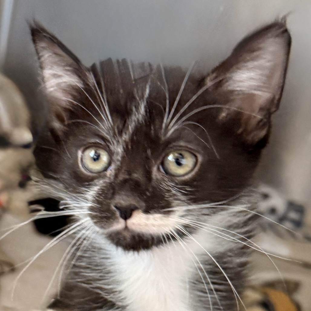 Shelter Stray Female Cat last seen , 4575 E Mesquite Ave, Palm Springs, CA 92264, USA