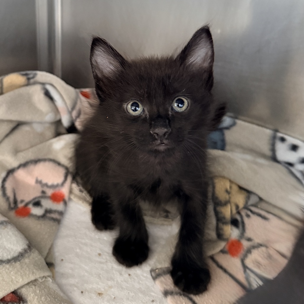 Shelter Stray Male Cat last seen , 4575 E Mesquite Ave, Palm Springs, CA 92264, USA