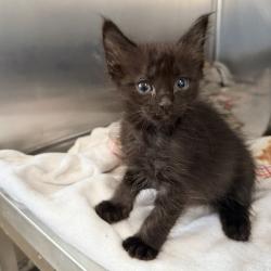 Shelter Stray Male Cat last seen , 4575 E Mesquite Ave, Palm Springs, CA 92264, USA