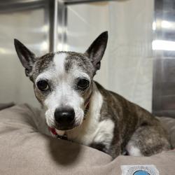 Shelter Stray Female Dog last seen , 4575 E Mesquite Ave, Palm Springs, CA 92264, USA